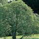 A wych elm, the species of tree in which the remains of an unidentified woman were discovered in the English village of Hagley in 1943